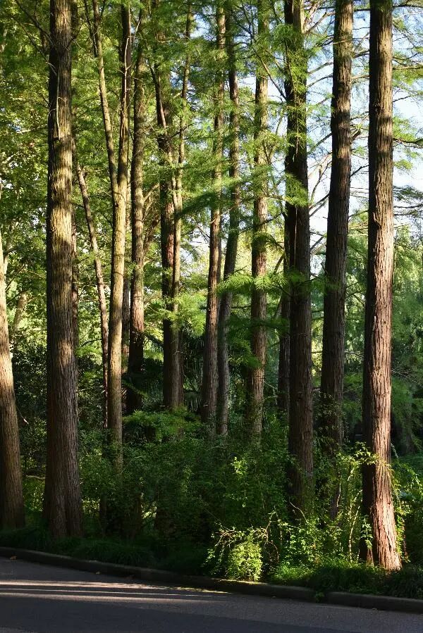 國慶中秋雙節(jié)出行安全提示_國慶節(jié)高速免費(fèi)通行時(shí)間_出行提示